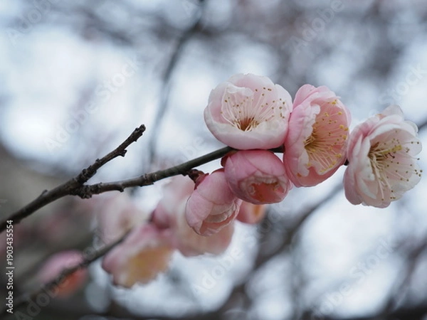 Obraz 春を告げる梅の花