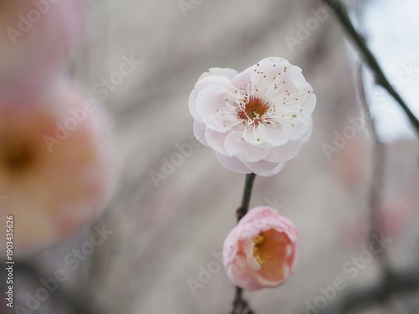 Obraz 春を告げる梅の花