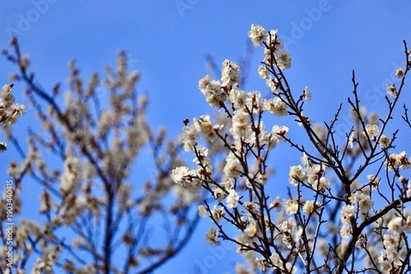 Obraz 美しい白梅の花と枝ぶり