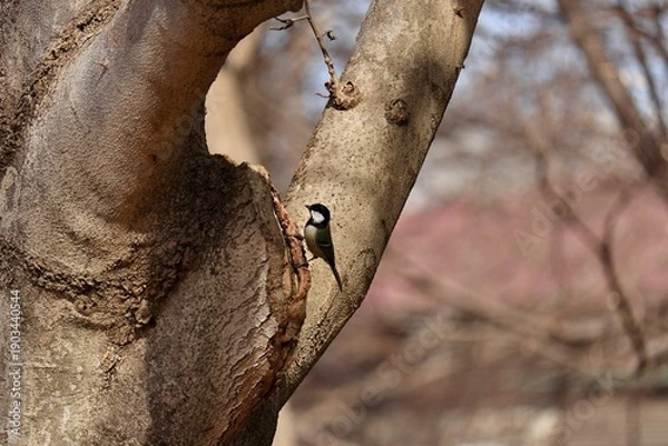 Obraz 木の幹からひょっこり現れたシジュウカラ