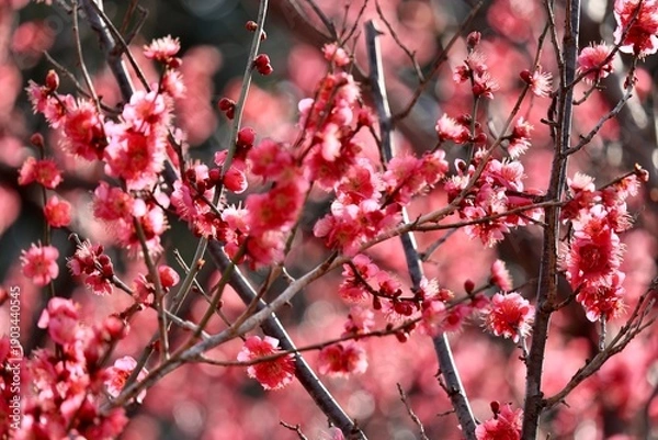 Obraz 満開の紅梅