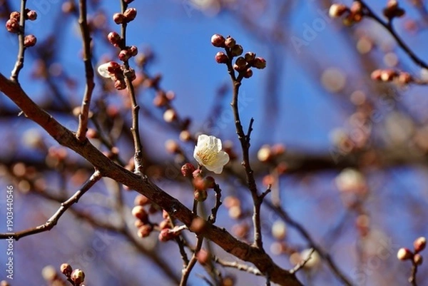 Obraz 咲き始める白梅