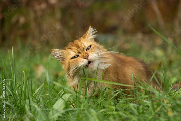 Fototapeta Ginger cat eating grass