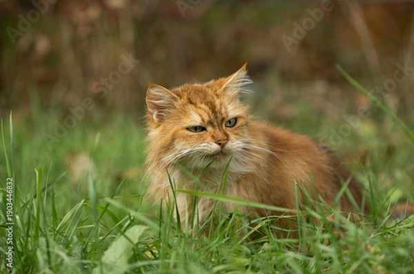 Fototapeta Ginger cat eating grass