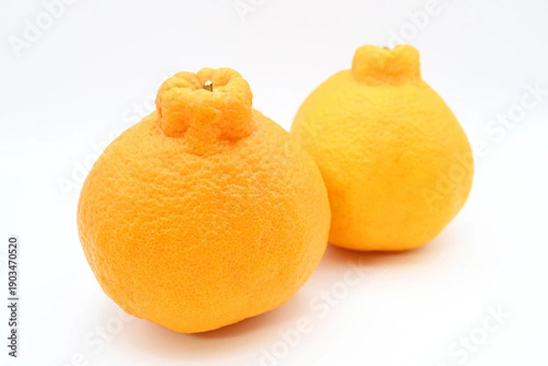 Obraz 白背景に映える新鮮な不知火（デコポン）のアップ