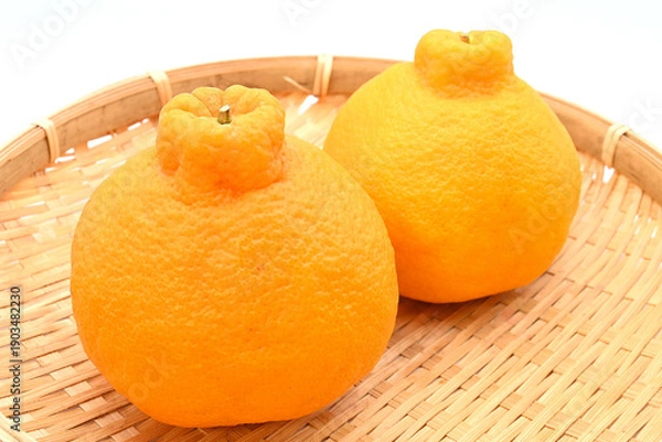 Obraz ざるに盛られた新鮮な不知火（デコポン）果実