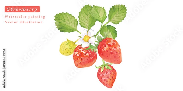 Obraz 鮮やかなイチゴの水彩イラストセット