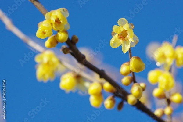 Obraz 蝋梅と青空