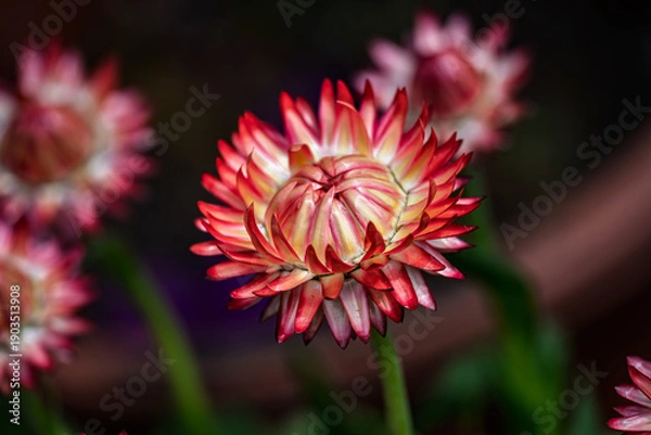 Fototapeta Chrysanthemums in Bloom