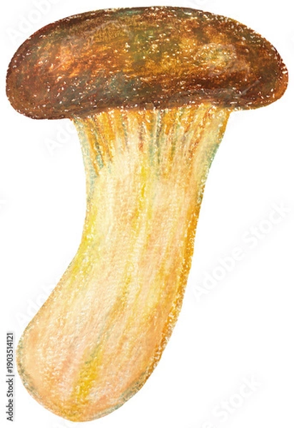 Obraz エリンギのイラスト オイルパステル画