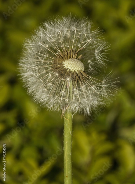 Obraz Dandelion
