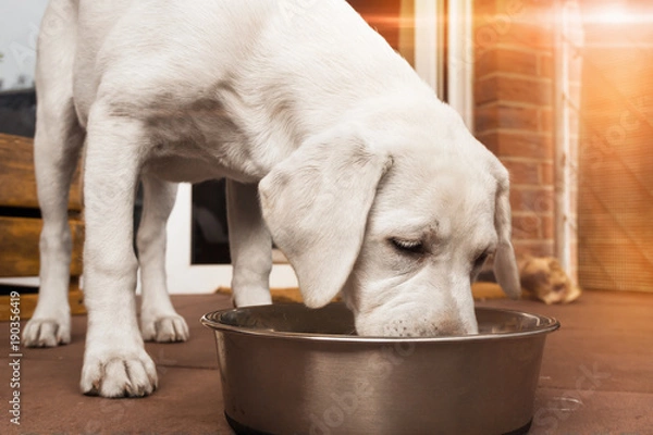 Fototapeta młody uroczy biały głodny labrador retriever pies szczeniak zjada jedzenie mięsne z miski