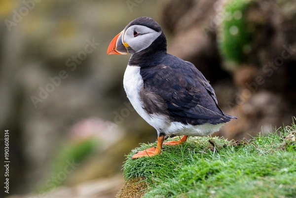 Fototapeta Macareux moine