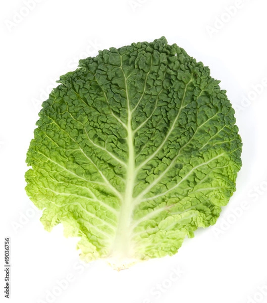 Fototapeta Leaf of Savoy Cabbage