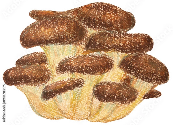 Obraz 平茸のイラスト オイルパステル画