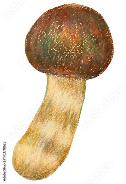 Obraz マツタケのイラスト オイルパステル画