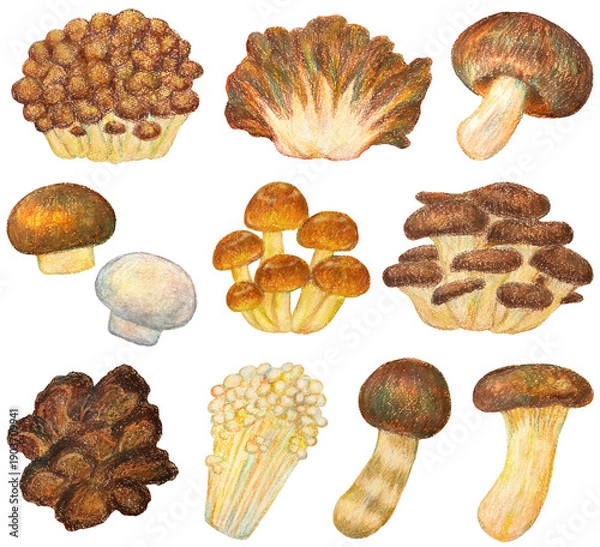 Obraz いろいろなキノコのイラストセット オイルパステル画