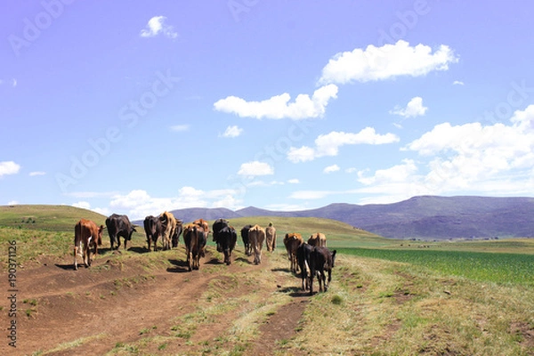 Obraz Cattle in Lesotho from behind