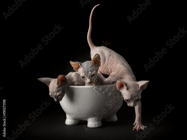 Fototapeta Sphynx cat