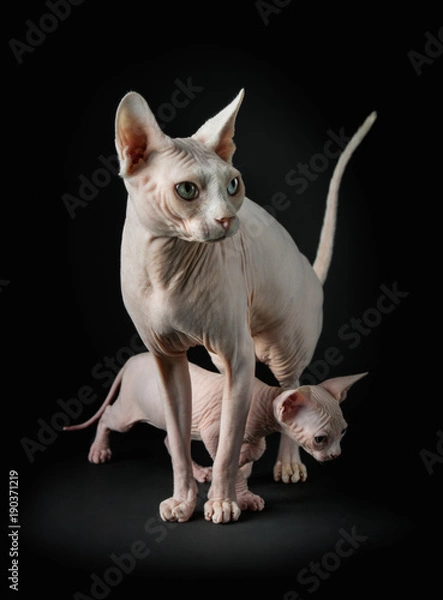Obraz Sphynx cat