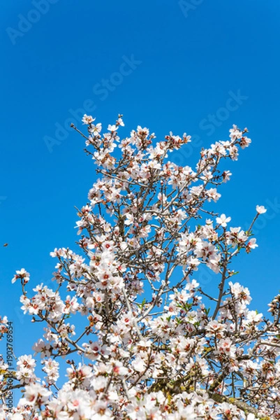 Obraz  Israel. Warm spring day.