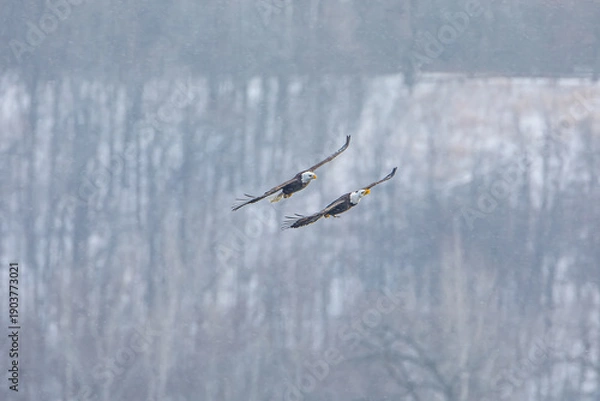 Obraz "Looking To Steal"