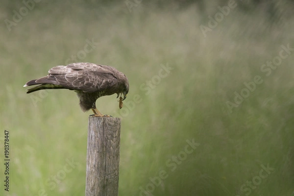 Obraz Buse variable dévore une courtilière