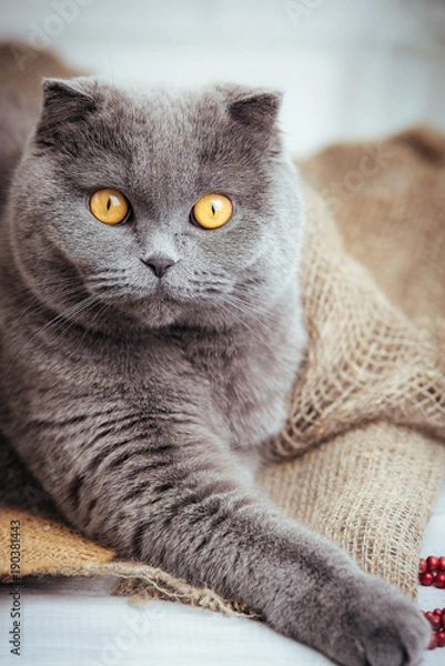 Obraz lovely blue scottish fold cat with golden eyes on burlap background.