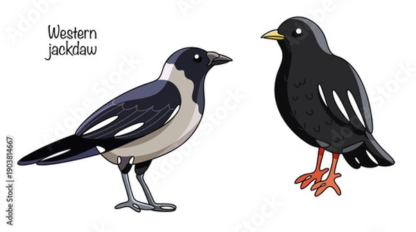 Obraz Western jackdaw