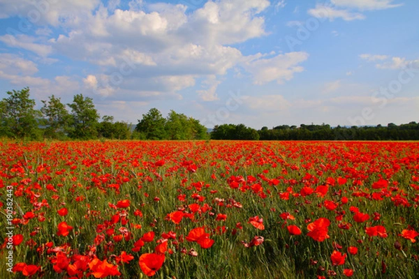 Obraz Coquelicots en provence