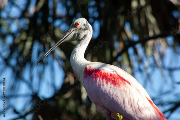 Fototapeta Roseate Spoonbill