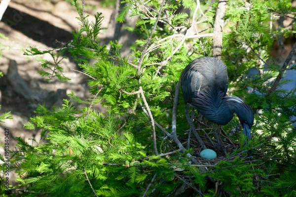 Fototapeta Tri Colored Heron