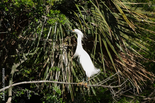 Fototapeta Snowy Egret