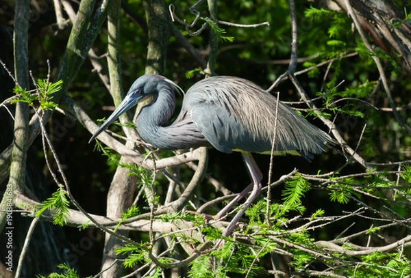 Fototapeta Tri Colored Heron