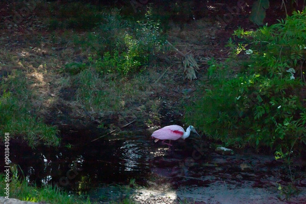 Fototapeta Roseate Spoonbill