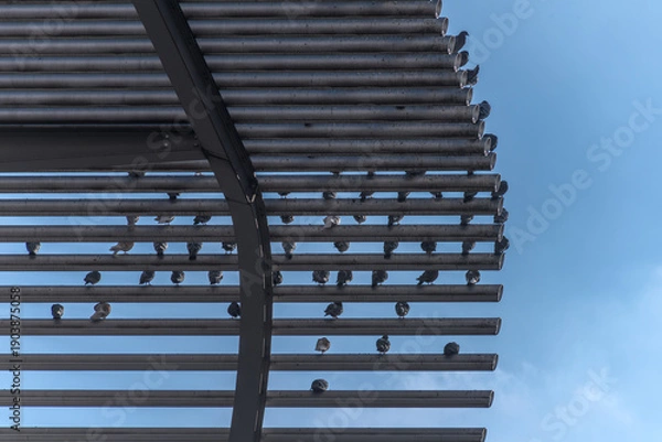 Obraz Vögel auf einem Hausdach