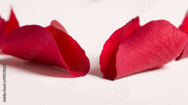 Obraz Pétale de rose