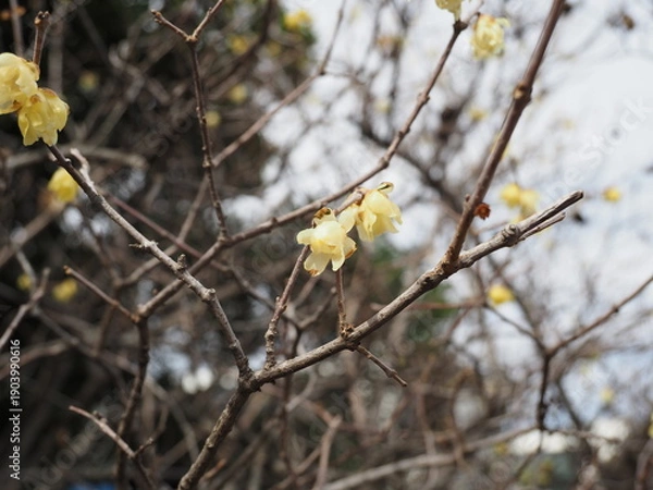 Obraz ソシンロウバイ