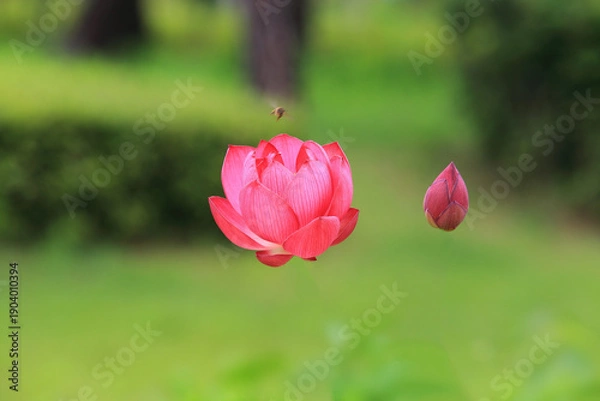 Obraz 아름다운 붉은 연꽃