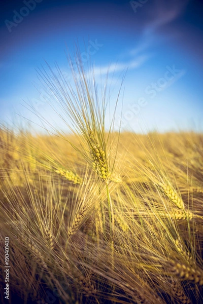 Obraz Epi de blé