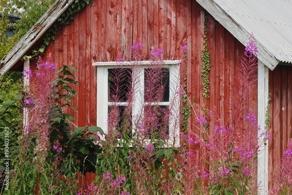 Obraz Weiße Fenster an einer roten Holzhütte