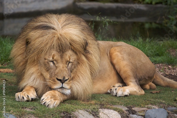 Obraz Sleeping Lion