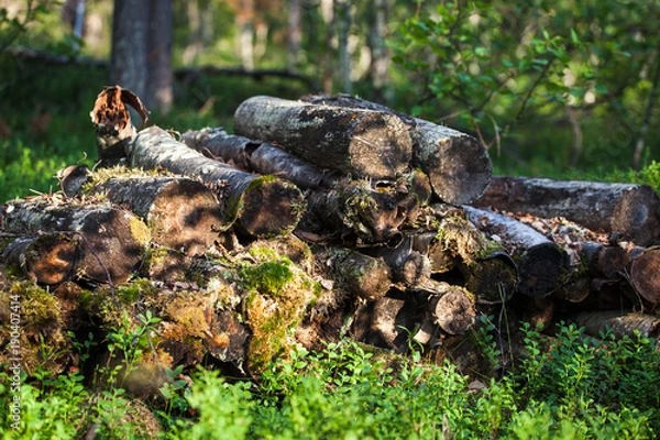 Fototapeta Forgotten logs in forest