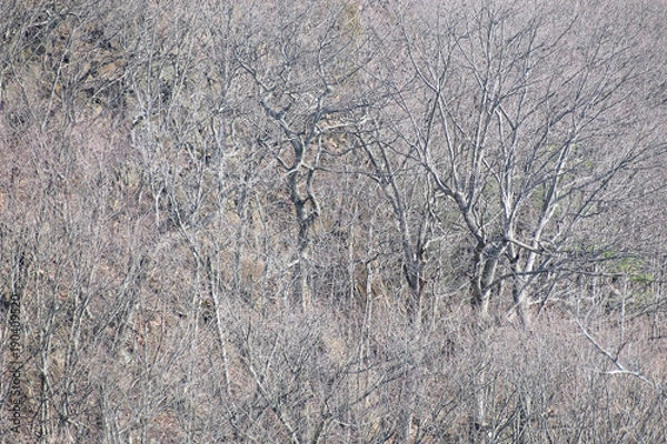 Obraz bare trees background