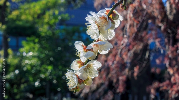 Obraz 咲き誇る白梅