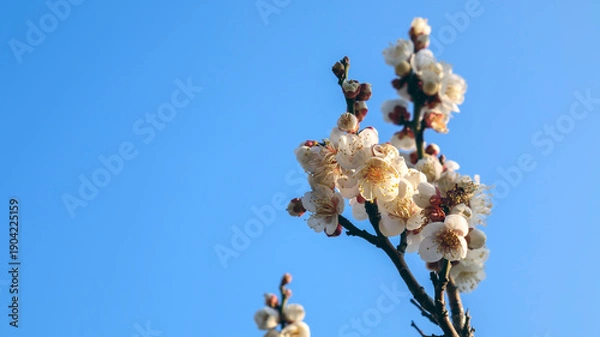 Obraz 咲き誇る白梅