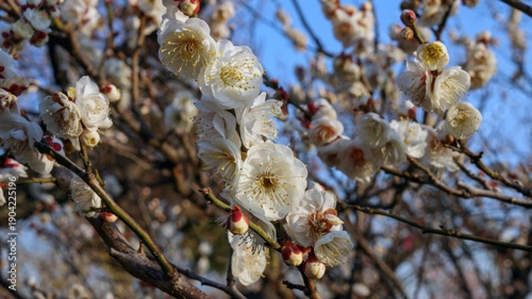 Obraz 咲き誇る白梅