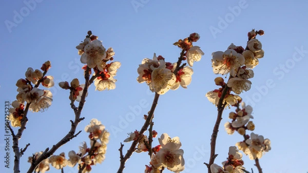 Obraz 咲き誇る白梅