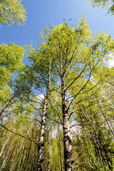Fototapeta birches with spring foliage