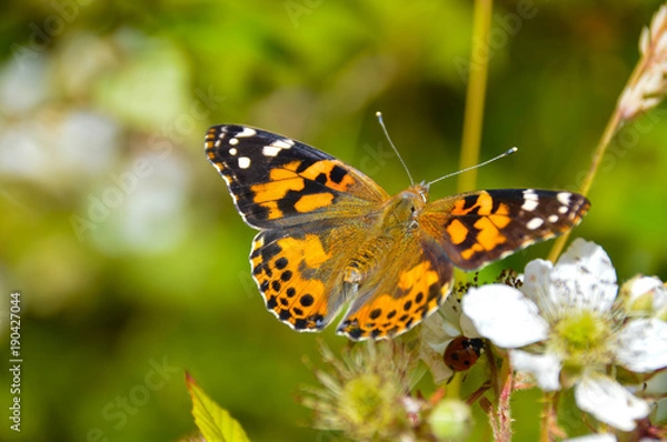 Obraz Painted Lady Butterfly